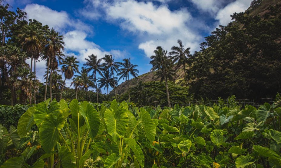 Waimea Valley, United States
